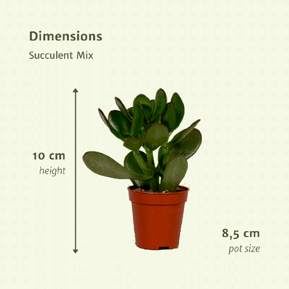 Everspring - Sukkulenten Mix - 18 Stück - 10 cm - Ø8,5 - Oasis of Life
