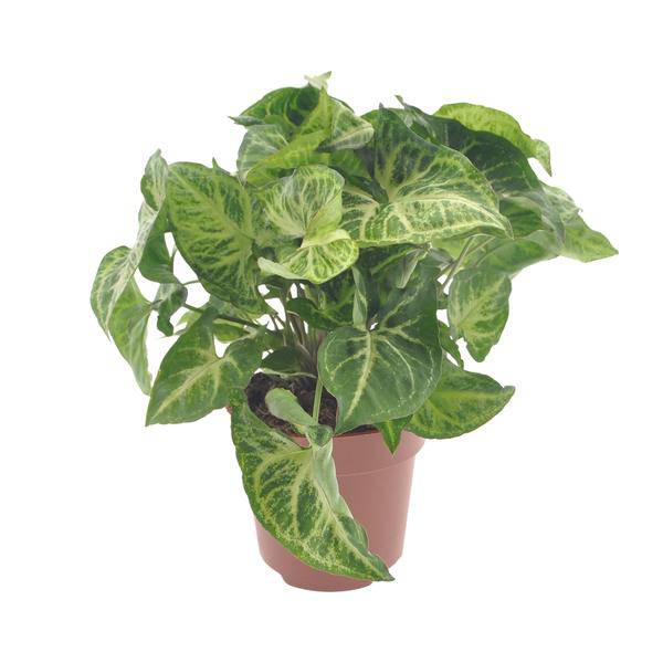 Purpurtute - Syngonium Pfeil - Zimmerpflanze - Ø12cm - ↕25cm
