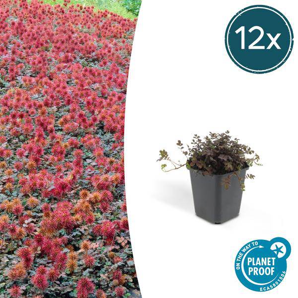 Braunrotes Stachelnüsschen – Acaena microphylla 'Kupferteppich' – Bodendecker – ↕10-25cm – Ø9cm – 12 Pflanzen 