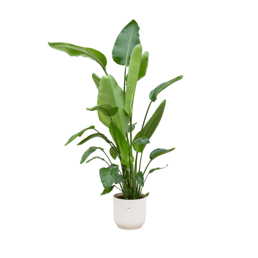 Strelitzia Nicolai – Baum-Strelitzie – Zimmerpflanze ca. 180cm – ø30cm – inkl. Pflanzgefäß Vibes Weiß – Weißer Paradiesvogel – Tropische XL-Zimmerpflanze für Wohnzimmer, Büro & Wintergarten 