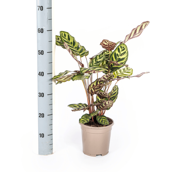 Calathea Makoyana Pfauen-Korbmaranthe – Zimmerpflanze Ø17cm – ca. 40-50cm hoch – Dekorative Blätter mit roter Unterseite 
