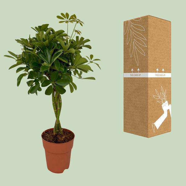 Strahlenaralie - Schefflera Compacta - Zimmerpflanze - Ø19cm - ↕80cm