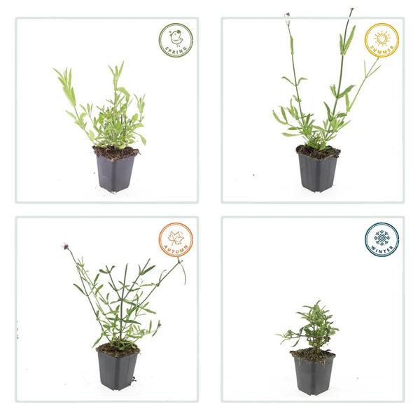 Verbena bonariensis – 60 Pflanzen – Patagonisches Eisenkraut – Luftige Staude mit Lila Blüten – Schmetterlings- & Bienenzierde – Pflegeleicht & Winterhart