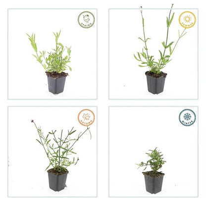 Verbena bonariensis – 60 Pflanzen – Patagonisches Eisenkraut – Luftige Staude mit Lila Blüten – Schmetterlings- & Bienenzierde – Pflegeleicht & Winterhart
