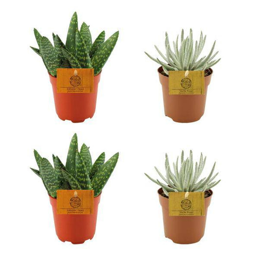 2x Aloe Paradisicum & 2x Senecio Scaposus – 4er Sukkulenten-Set – Pflegeleichte Zimmerpflanzen – Ø10,5 cm – Für Wohnzimmer & Büro