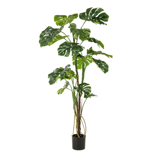 Monstera - Fensterblatt - Kunstpflanze - Zimmerpflanze - ↕180cm 
