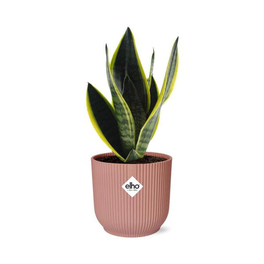 Bogenhanf - Sansevieria Futura Superba - Zimmerpflanze + Topf Vibes Fold 14cm Rosa