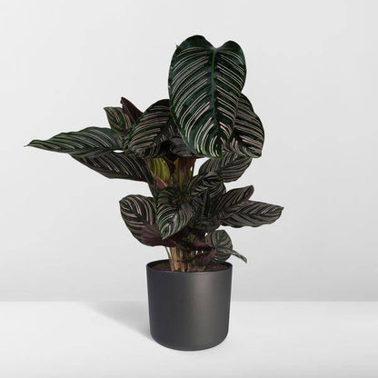 Calathea Ornata - Ø19cm - ↕75cm - Oasis of Life