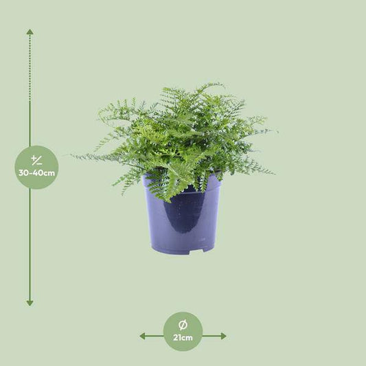 Nestfarn - Asplenium Parvati - Zimmerpflanze - Ø21cm - ↕40cm 