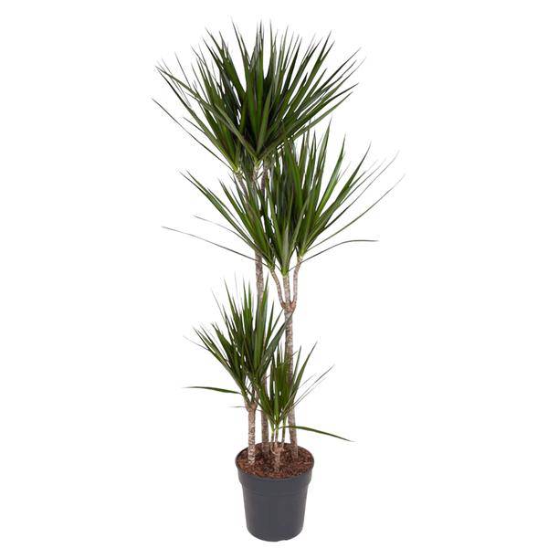 Drachenbaum - Dracaena Marginata - Zimmerpflanze - 160cm - ø27cm