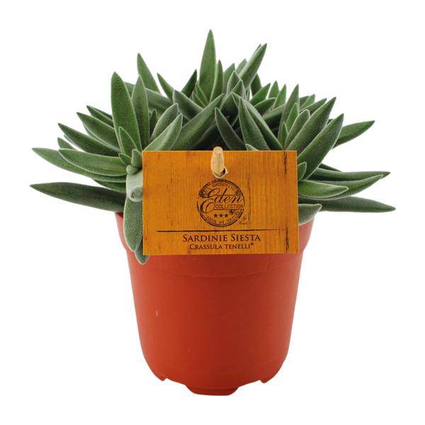 Sukkulente - Crassula Tenelli - Zimmerpflanze - Ø11cm - ↕15cm