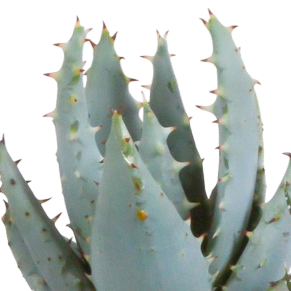 Sukkulenten - Gasteria/Haworthia - Mix - 5,5cm - 5 Stück - Zimmerpflanze - im Terrakotta-Topf