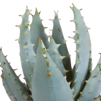 Sukkulenten - Gasteria/Haworthia - Mix - 5,5cm - 5 Stück - Zimmerpflanze - im Terrakotta-Topf