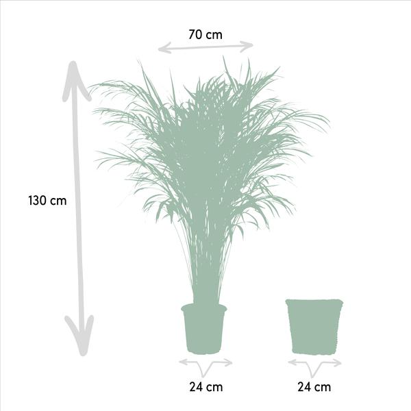 Areca mit Korb - ↨130cm - Ø24cm - Oasis of Life