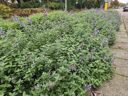 Katzenminze – Nepeta 'Walker's Low' – ↕10-25cm – Ø9cm – 12 Pflanzen – Lavendelblau – Bienenfreundlich – Pflegeleicht – Sonne