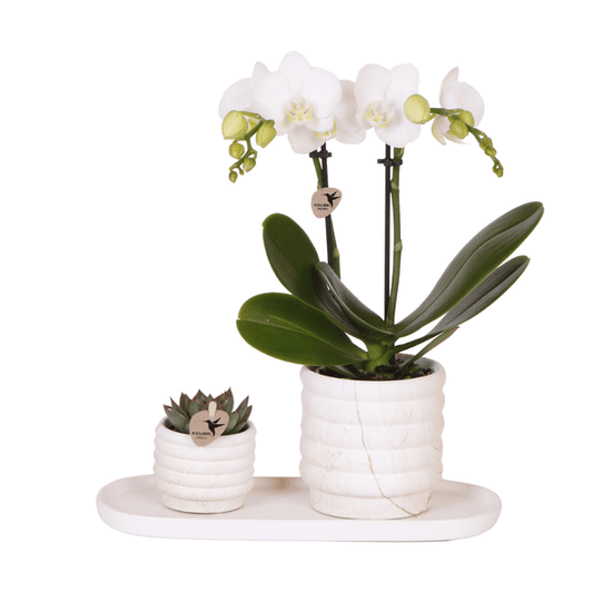 Phalaenopsis Orchidee Lausanne Weiß + Sukkulente – Pflanzenset – Zimmerpflanze inkl. Keramik Topfset im Marmor-Design & Tablett – Elegantes Geschenkset für Wohnzimmer, Büro & Dekoration 