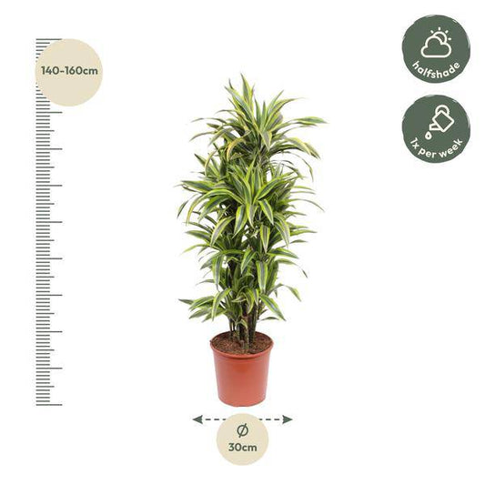 Drachenbaum - Dracaena Lemonlime - Zimmerpflanze - 150cm - ø30cm 