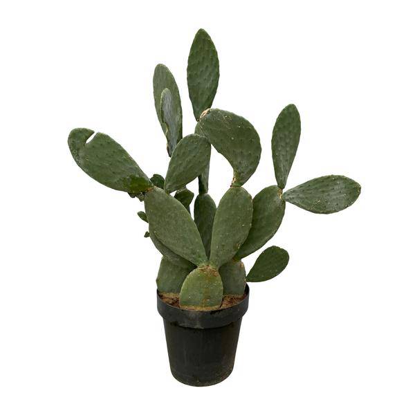 Opuntia Ficus Indica - Feigenkaktus - Zimmerpflanze - ↕140 cm - Ø50cm