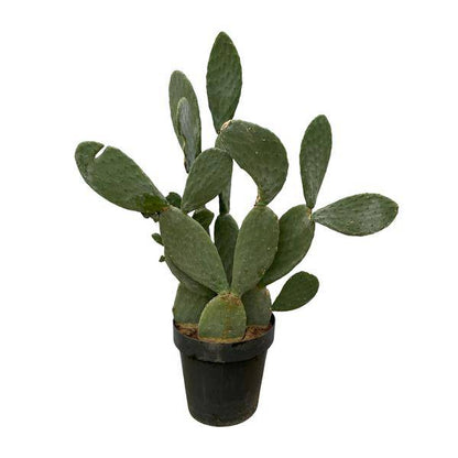 Opuntia Ficus Indica - Feigenkaktus - Zimmerpflanze - ↕140 cm - Ø50cm