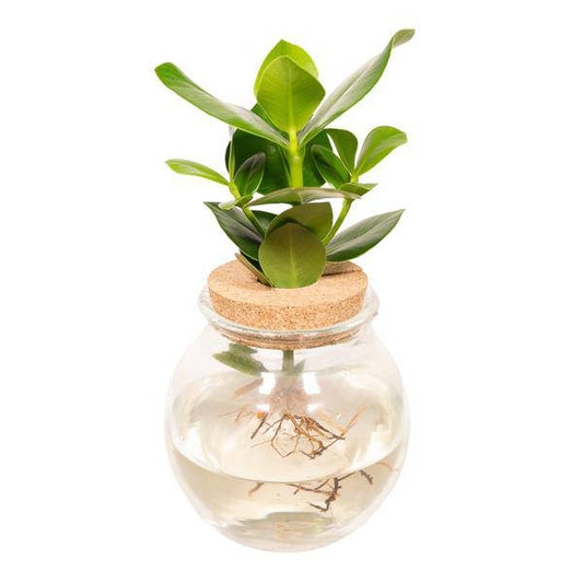 Balsamapfel Clusia Hydroponie-Mischung – Zimmerpflanze im Kugel-Glaskorken – Ø12cm – ca. 30cm hoch – pflegeleicht & wasserbasiert