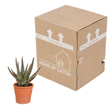 Sukkulente - Aloe Zebrina Dannyz - 10,5cm - Zimmerpflanze - im Terrakotta-Topf 