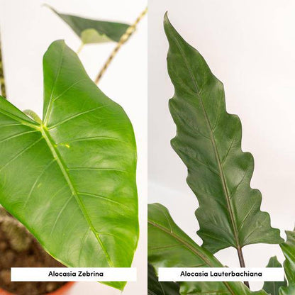 Pflanzenset - Pfeilblätter - Alocasia Zebrina - Ø19cm - ↕75cm + Alocasia Lauterbachiana - Ø19cm - ↕75cm