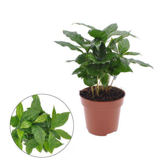 Kaffeepflanze – Coffea Arabica – Ø12cm – ca. 30cm hoch – Zimmerpflanze mit glänzenden Blättern – Pflegeleicht & dekorativ – Ideal für helle Innenräume 