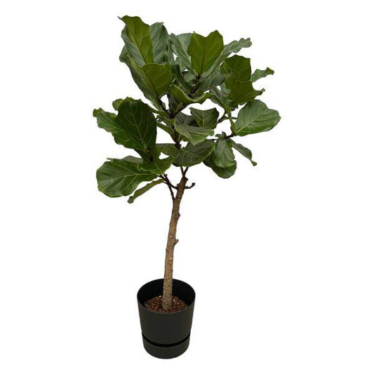 Ficus Lyrata - Geigen-Feige - Zimmerpflanze - ↨160 cm - Ø30cm + Topf Greenville Schwarz 