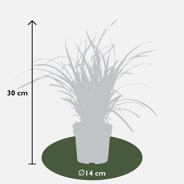 Weißrandige Segge - Carex morrowii 'Icedance' - Ø14cm - ↕30cm