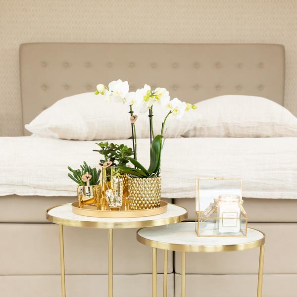 weiße Phalaenopsis-Orchidee - Amabilis + Diamant-Dekotopf gold - Topfgröße Ø9cm - 40cm hoch | blühende Zimmerpflanze im Blumentopf - frisch vom Züchter - Oasis of Life