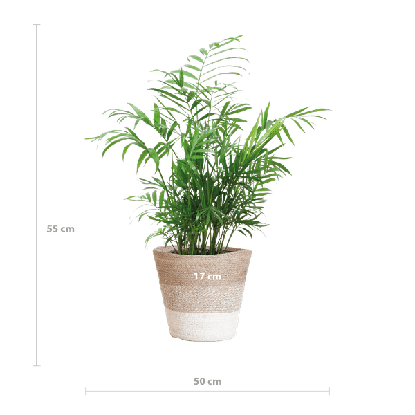Chamadorea Elegans Mexikanische Bergpalme – Zimmerpflanze ca. 55cm – Ø17cm – Im nachhaltigen Korb Lissabon Weiß – Elegante, pflegeleichte Zimmerpalme 