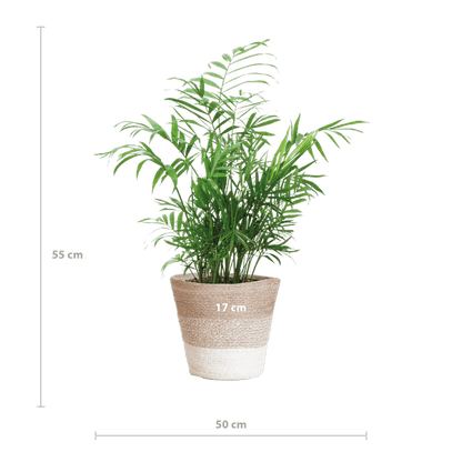 Chamadorea Elegans Mexikanische Bergpalme – Zimmerpflanze ca. 55cm – Ø17cm – Im nachhaltigen Korb Lissabon Weiß – Elegante, pflegeleichte Zimmerpalme 