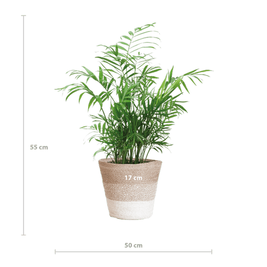 Chamadorea Elegans Mexikanische Bergpalme – Zimmerpflanze ca. 55cm – Ø17cm – Im nachhaltigen Korb Lissabon Weiß – Elegante, pflegeleichte Zimmerpalme 