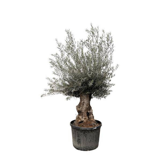 Olivenbaum – Olea Europaea Bonsai – 225cm – Ø80cm – Mediterrane Pflanze mit gedrehtem Stamm – Echter Olivenbonsai für Garten, Terrasse & Innenbereich 