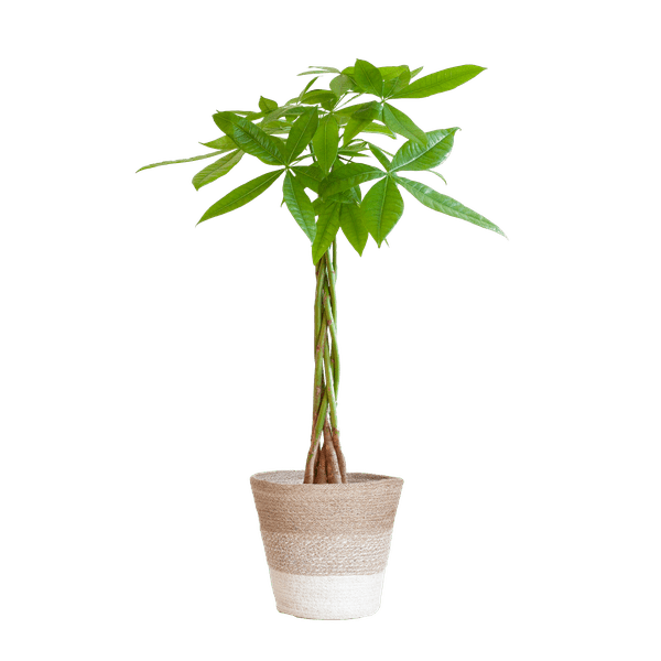 Pachira Aquatica - Glückskastanie - Zimmerpflanze - ↕80cm - Ø21cm + Korb Lissabon Weiß