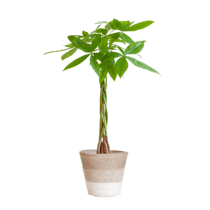 Pachira Aquatica - Glückskastanie - Zimmerpflanze - ↕80cm - Ø21cm + Korb Lissabon Weiß