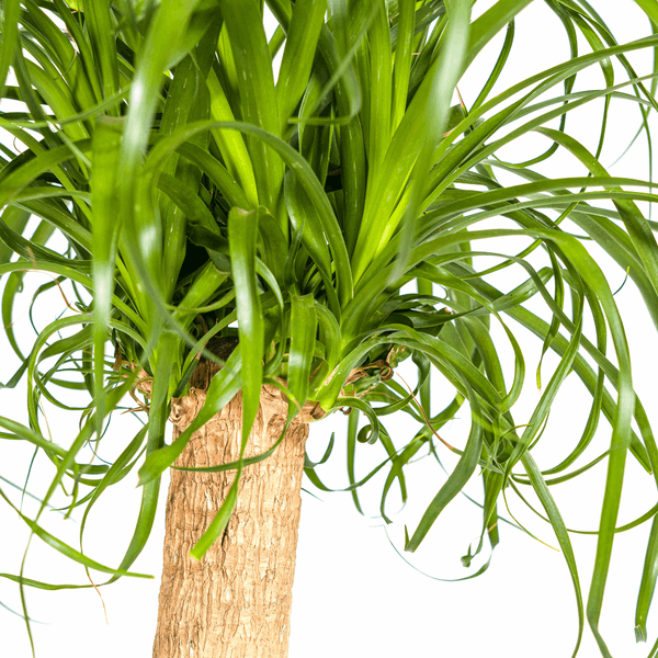 Beaucarnea Recurvata Stängel Ø24cm - ↕80 - 100cm