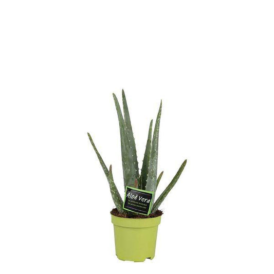 Echte Aloe Vera – Zimmerpflanze – Ø10,5cm – ca. 35cm hoch – pflegeleichte Heilpflanze mit dickfleischigen Blättern 