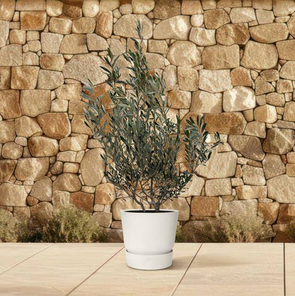 Olivenbaum - Olea Europaea Strauch - 100cm- Ø25cm