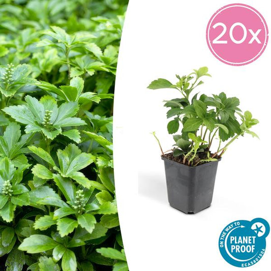 Schattengrün – Pachysandra terminalis 'Green Carpet' – ↕10-25cm – Ø9cm – 20 Pflanzen – Immergrüner Bodendecker – Halbschatten – Pflegeleicht