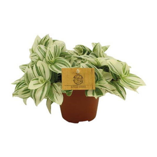 Dreimasterblumen - Tradescantia Brightness - Zimmerpflanze - Ø12cm -  ↕20cm 