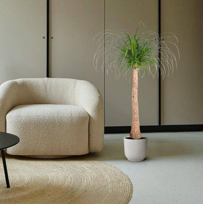 Elefantenfuß Beaucarnea - Zimmerpflanze - 120cm - ø32cm