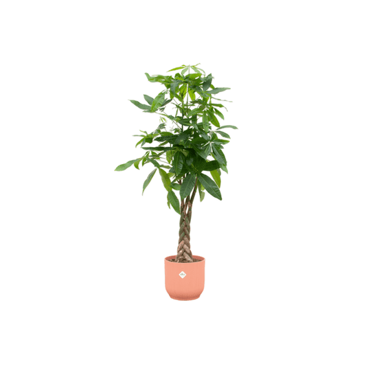 Glückskastanie – Pachira Aquatica – Zimmerpflanze – 150cm hoch – Ø30cm inkl. Vibes Fold Topf Rosa – Exotische Grünpflanze mit geflochtenem Stamm – Glücks- & Feng Shui Pflanze für Innenräume 