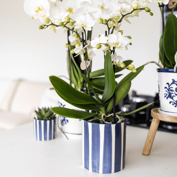 Topf Gemalte Streifen - Blau - Ø9cm 