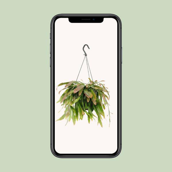 Korallenkaktus - Rhipsalis Rote Koralle - Zimmerpflanze - Ø17cm - ↕25cm