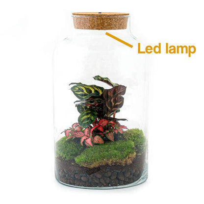 Flaschengarten - DIY - Milky Calathea mit Lampe - ↕ 31 cm