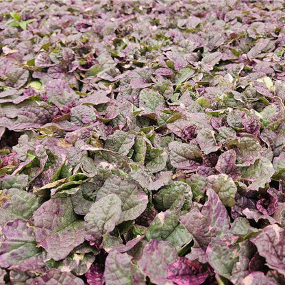 Kriechender Günsel - Ajuga reptans 'Burgundy Glow' - ↕10-25cm - Ø9cm - 6 Stück