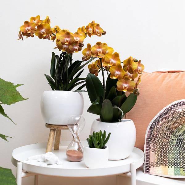 Orange-goldene Phalaenopsis-Orchidee - Jewel Las Vegas - Topfgröße Ø12cm | blühende Topfpflanze - frisch vom Züchter - Oasis of Life