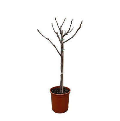 Echte Feige - Ficus Carica - Zimmerpflanze - 100cm - ø20cm