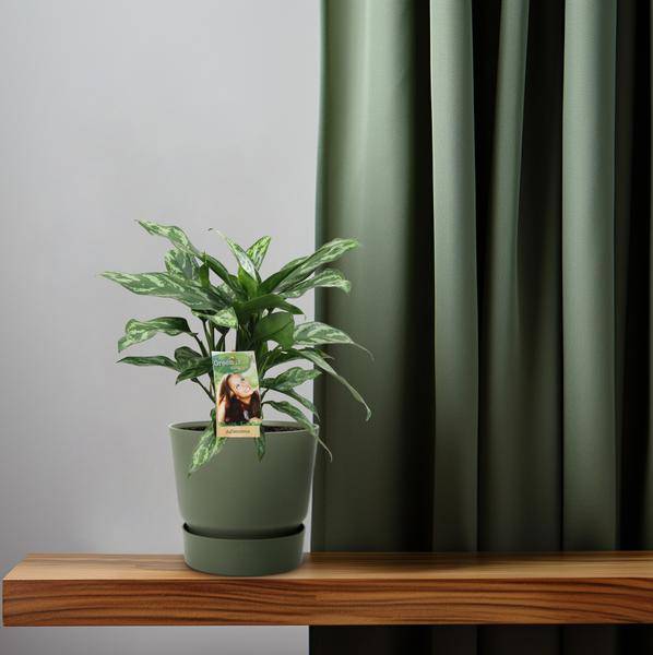 Kolbenfaden - Aglaonema Maria - Zimmerpflanze - Ø17cm - ↕40cm 